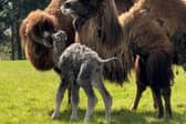 Fluffy rare camel calf wobbles with mum in adorable video