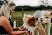 Enjoy a days out with a twist in our top round-up of unusual things to do in Derby. Chill with llamas and tuck into scrumptious ice cream at Bluebell Dairy & Farm. 