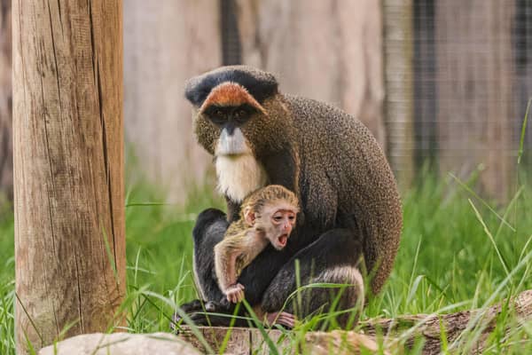 A baby De Brazza's Monkey is one of the gorgeous arrivals at Twycross Zoo