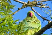 Parakeets on the rise