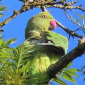 Parakeets have been spotted across the Midlands
