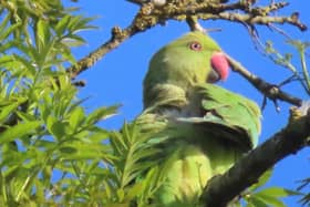 Parakeets have been spotted across the Midlands