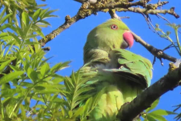 Parakeets have been spotted across the Midlands