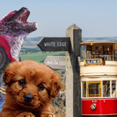 From Dog Festivals to the Wombles spending time away from Wimbledon Common; here's 21 family friendly activities in Derbyshire you could check out during the summer holidays.