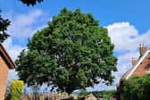 The oak tree in Sleepy Lane, Kings Newton