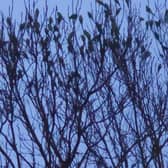 If you’ve walked past Aldi on Coleman Street in Derby lately, you might’ve noticed more than bargains catching your eye. Dozens of bright green parakeets have taken up residence in the treetops, turning the supermarket car park into a scene straight out of the tropics.