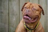 Candy is looking for her forever home