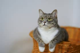 Cats can sometimes become distressed when left home alone for too long. 