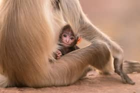 A Hanuman Langur infant is groomed by his mother in Jodphur, India 
