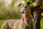Dogs Trust East Midlands would like you to meet dogs looking for their forever home