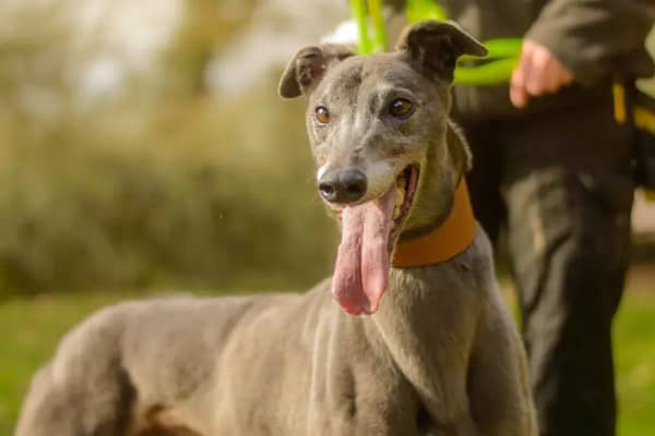Dogs Trust East Midlands would like you to meet dogs looking for their forever home