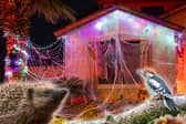 Nature charities say fake cobwebs can trap hedgehogs, birds, bats, and eve insects