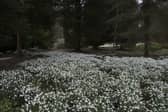 Snowdrops at Hopton Hall attract thousands of visitors every year