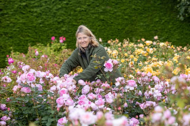 Diana Perry a gardener doing some pruning at the David Austin Rose gardens in Albrighton ,Shropshire. David Austin has over 4000 roses at 6 themed gardens .