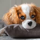Just five fleas on an untreated pet could potentially lead to more than one million eggs entering the home within four weeks.  