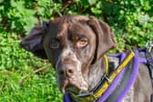 Looking for a furry best friend? These 17 dogs are ready for a new home in Derbyshire.