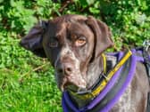 Looking for a furry best friend? These 17 dogs are ready for a new home in Derbyshire.