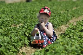 Pick your own strawberries, raspberries and even vegetables and sunflowers at these fabulous farms in the region