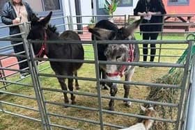 Therapy animals were on hand for service users and their carers to spend time with.