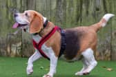 Pudding the Beagle