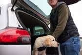 A new report has found that over 20,000 dogs have been stolen in the UK between 2014 and 2024.