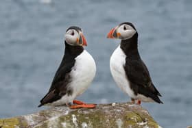 Beautiful scenes show first puffins return to Northumberland's Farne Islands.