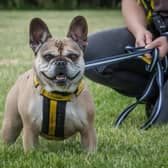 Meet Lucy, a lovable Frenchie who will win you over with her cuddles. 