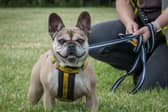 Meet Lucy, a lovable Frenchie who will win you over with her cuddles. 