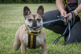 Meet Lucy, a lovable Frenchie who will win you over with her cuddles. 
