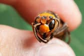 Asian hornet
