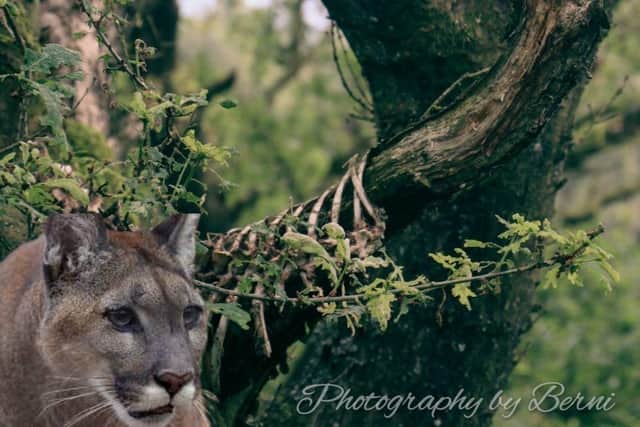 In July last year, two hikers discovered bones in a tree in the Stanton Moor area, which could be a proof of a big cat feasting in Derbyshire, according to the big cat expert. Photo: Bernadette Hall