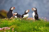 A new survey has revealed 48 per cent of people in the East Midlands are unsure where to spot different animals.