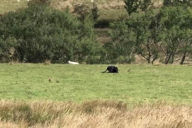 Josh and his friend Ben are convinced they came across a big cat in the Peak District in September 2022.