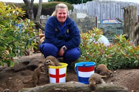 Drusillas Park’s Gemma Romanis with the 'mystic meerkats'.
