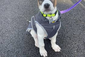 One of the abandoned puppies, handed over to Dogs Trust Loughborough.