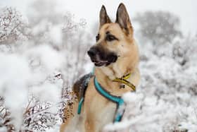 Dogs Trust Issues Cold Weather Warning