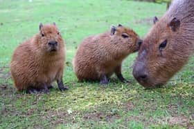 Two capybara twins born at zoo