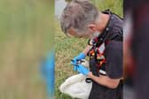 Watch the moment a young swan who is tangled in fishing wire is rescued from drowning in the river