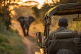 Elephant at a safari 