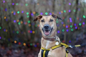 Dogs Trust Loughborough's Christmas Fair is this weekend.