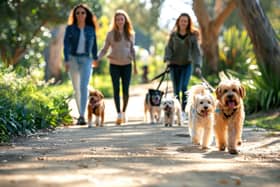 11 best dog walks in Derbyshire and Peak District perfect for spring and summer 2025