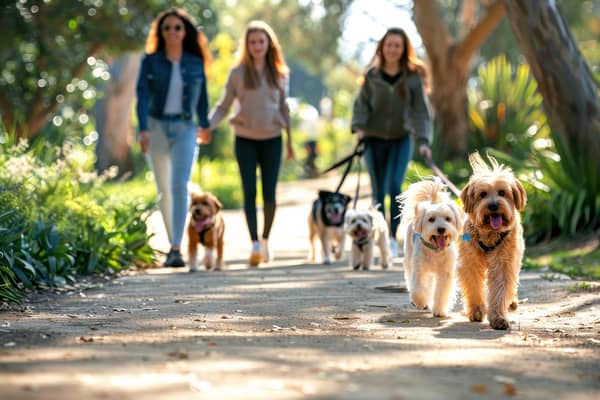 11 best dog walks in Derbyshire and Peak District perfect for spring and summer 2025